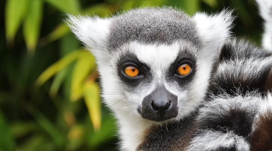 Conservation volunteers in Madagascar will definitely encounter lemurs while working in the rainforest. A lemur in Madagascar is posing for a picture for one of our Projects Abroad Conservation volunteers.